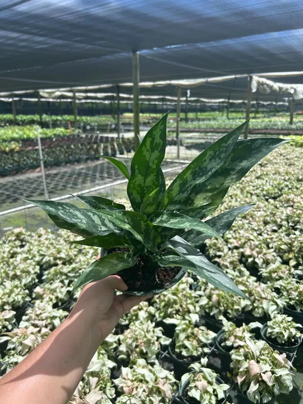 Aglaonema Mary Ann Chinese Evergreen - Live Potted Houseplant - Indoor/Outdoor - Image 1