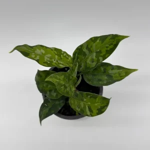 Aglaonema Pictum Tricolor Live Plant – Camouflage Aglaonema 4” Pot – Indoor Foliage - Image 2