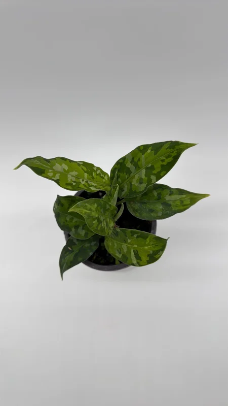 Aglaonema Pictum Tricolor Live Plant – Camouflage Aglaonema 4” Pot – Indoor Foliage - Image 2