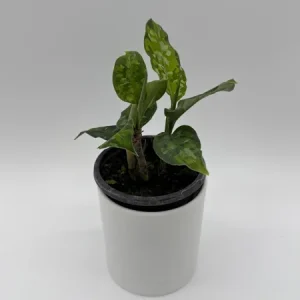 Aglaonema Pictum Tricolor Live Plant – Camouflage Aglaonema 4” Pot – Indoor Foliage - Image 3