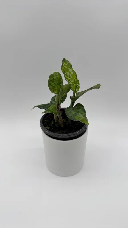 Aglaonema Pictum Tricolor Live Plant – Camouflage Aglaonema 4” Pot – Indoor Foliage - Image 3