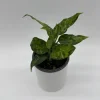 Aglaonema Pictum Tricolor Live Plant – Camouflage Aglaonema 4” Pot – Indoor Foliage - Image 1