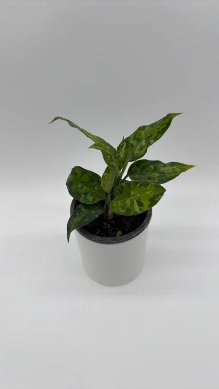 Aglaonema Pictum Tricolor Live Plant – Camouflage Aglaonema 4” Pot – Indoor Foliage - Image 1