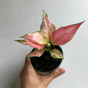 Aglaonema Pink Zircon Live Plant - 4" Pot, Indoor Houseplant - Image 2