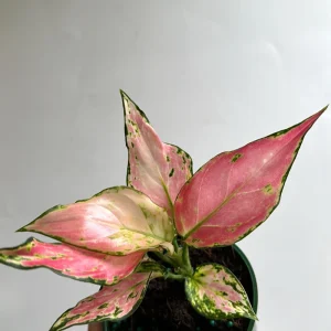 Aglaonema Pink Zircon Live Plant - 4