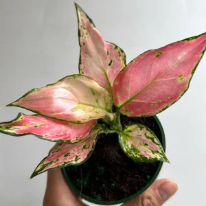 Aglaonema Pink Zircon Live Plant - 4" Pot, Indoor Houseplant - Image 1