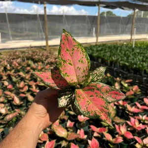 Aglaonema Red Zircon Chinese Evergreen Live Plant, 4" Pot, Indoor/Outdoor - Image 2