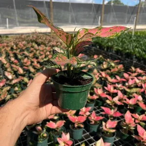Aglaonema Red Zircon Chinese Evergreen Live Plant, 4