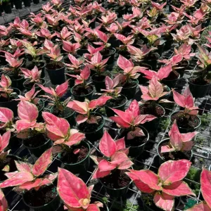 Aglaonema Red Zircon Chinese Evergreen Live Plant, 4