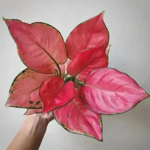 Aglaonema Red Zircon Chinese Evergreen Live Plant, 4