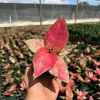 Aglaonema Red Zircon Chinese Evergreen Live Plant, 4" Pot, Indoor/Outdoor - Image 1