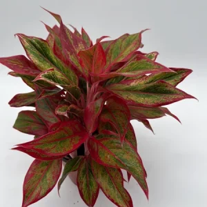 Aglaonema Siam Aurora Red Live Plant – Vibrant Indoor Houseplant, 6" Pot - Image 2