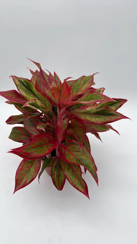 Aglaonema Siam Aurora Red Live Plant – Vibrant Indoor Houseplant, 6" Pot - Image 2