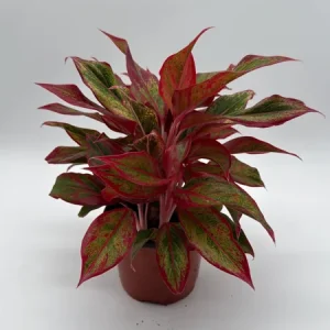 Aglaonema Siam Aurora Red Live Plant – Vibrant Indoor Houseplant, 6
