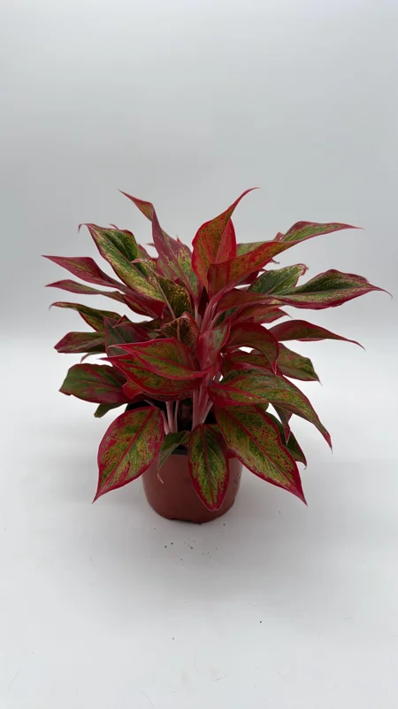 Aglaonema Siam Aurora Red Live Plant – Vibrant Indoor Houseplant, 6" Pot - Image 3