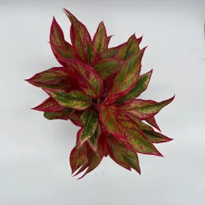 Aglaonema Siam Aurora Red Live Plant – Vibrant Indoor Houseplant, 6