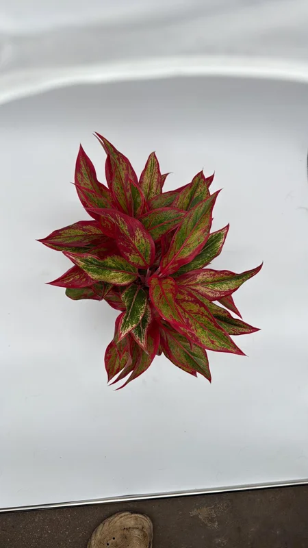 Aglaonema Siam Aurora Red Live Plant – Vibrant Indoor Houseplant, 6" Pot - Image 4