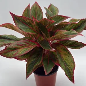 Aglaonema Siam Aurora Red Live Plant – Vibrant Indoor Houseplant, 6" Pot - Image 1