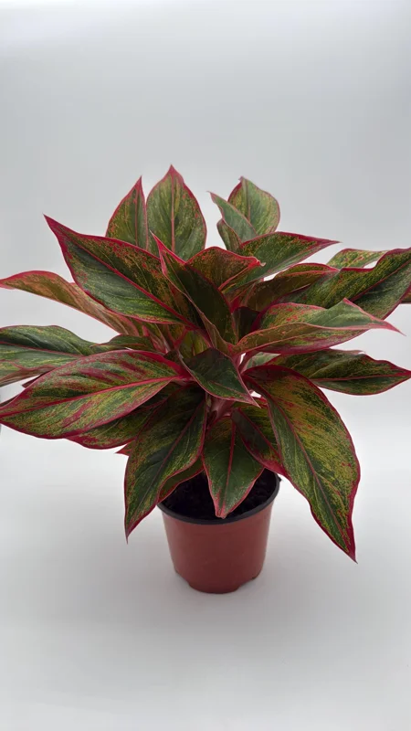 Aglaonema Siam Aurora Red Live Plant – Vibrant Indoor Houseplant, 6" Pot - Image 1