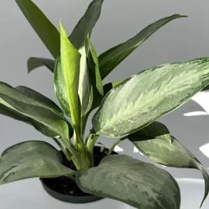 Aglaonema Silverado Live Plant – 6 inch Pot – Low Light Indoor - Image 2