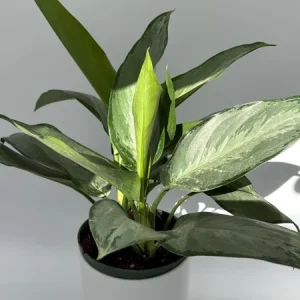 Aglaonema Silverado Live Plant – 6 inch Pot – Low Light Indoor - Image 3