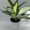 Aglaonema Silverado Live Plant – 6 inch Pot – Low Light Indoor - Image 1