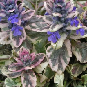 Ajuga 'Burgundy Glow' Bugleweed Live Starter Plant – Vibrant Groundcover - Image 2