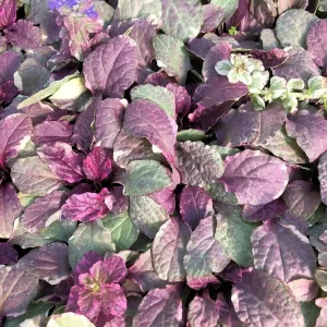 Ajuga 'Burgundy Glow' Bugleweed Live Starter Plant – Vibrant Groundcover - Image 3