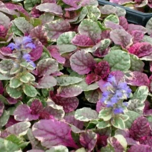 Ajuga 'Burgundy Glow' Bugleweed Live Starter Plant – Vibrant Groundcover - Image 4