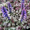 Ajuga 'Burgundy Glow' Bugleweed Live Starter Plant – Vibrant Groundcover - Image 1