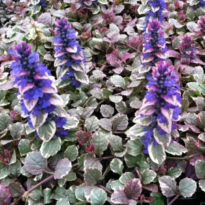 Ajuga 'Burgundy Glow' Bugleweed Live Starter Plant – Vibrant Groundcover - Image 1