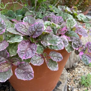 Ajuga 'Burgundy Glow' Bugleweed Live Starter Plant – Vibrant Groundcover - Image 5