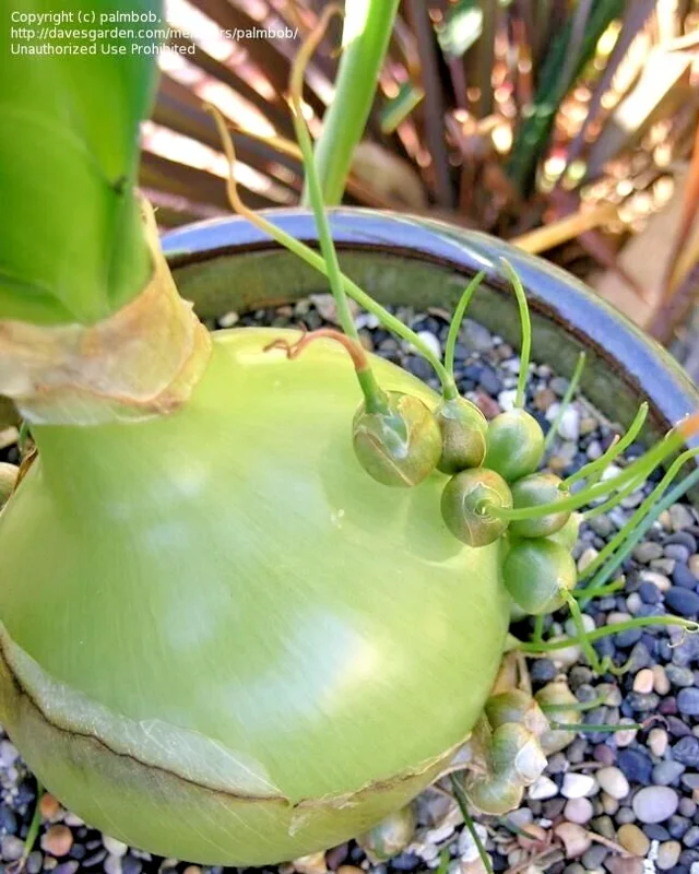 Albuca Bracteata Pregnant Onion Bulbs - 10 Live .75-1" Succulent Bulbs - Image 2