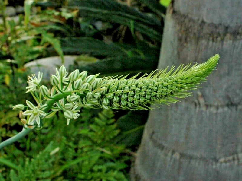 Albuca Bracteata Pregnant Onion Bulbs - 10 Live .75-1" Succulent Bulbs - Image 3