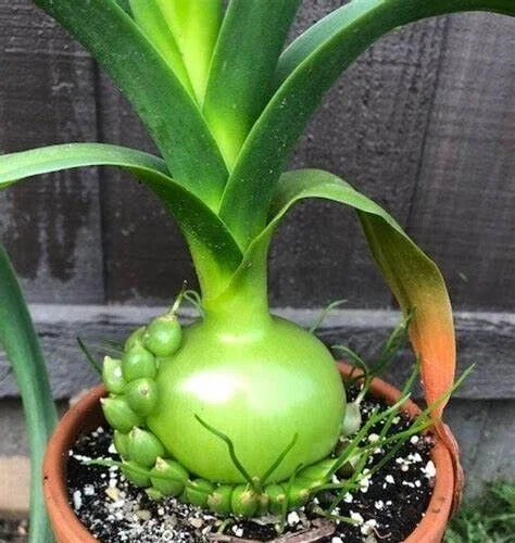 Albuca Bracteata Pregnant Onion Bulbs - 10 Live .75-1" Succulent Bulbs - Image 1
