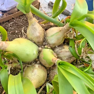 Albuca Bracteata Pregnant Onion Succulent - 4 Rooted Live Plants, 1-2