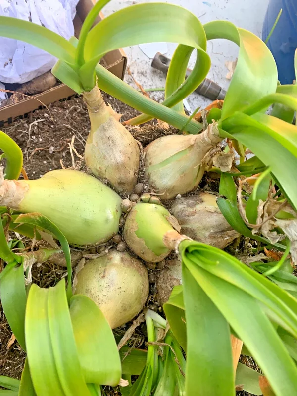 Albuca Bracteata Pregnant Onion Succulent - 4 Rooted Live Plants, 1-2" Wide, Indoor - Image 4