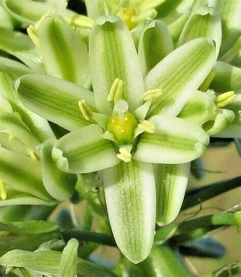 Albuca Bracteata Pregnant Onion Succulent - 4 Rooted Live Plants, 1-2" Wide, Indoor - Image 5