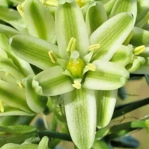 Albuca Bracteata Pregnant Onion Succulent Bulbs - 5 Live .25 inch Easy Care Plants - Image 5