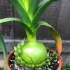 Albuca Bracteata Pregnant Onion Succulent Bulbs - 5 Live .25 inch Easy Care Plants - Image 1