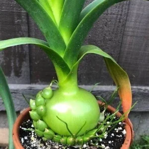 Albuca Bracteata Pregnant Onion Succulent Bulbs - 5 Live .25 inch Easy Care Plants - Image 1