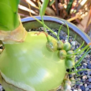 Albuca Bracteata Pregnant Onion Succulent Live Plant 4-5 Inches Tall - Image 2