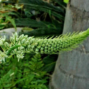 Albuca Bracteata Pregnant Onion Succulent Live Plant 4-5 Inches Tall - Image 3