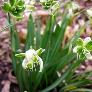 Albuca Humilis Bulbs - Green & White Variegated Succulent - 3 Live Flower Plant Bulbs - Image 3