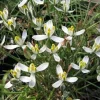Albuca Humilis Bulbs - Green & White Variegated Succulent - 3 Live Flower Plant Bulbs - Image 1