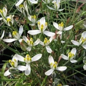 Albuca Humilis Bulbs - Green & White Variegated Succulent - 3 Live Flower Plant Bulbs - Image 1
