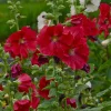 Alcea 'Mars Magic' Hollyhocks Live Plant – Perennial Flower – Outdoor - Image 1