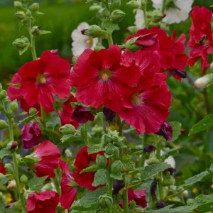 Alcea 'Mars Magic' Hollyhocks Live Plant – Perennial Flower – Outdoor - Image 1
