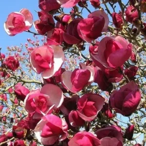 Alexandra Magnolia Seeds - 5 Count - Fragrant Lily Flower Tree - Image 11