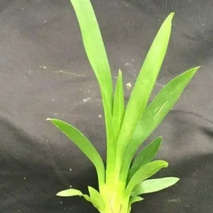 Aliceara Tropic Tom 'Kinky' Oncidium Type Orchid Live Plant – 2.5